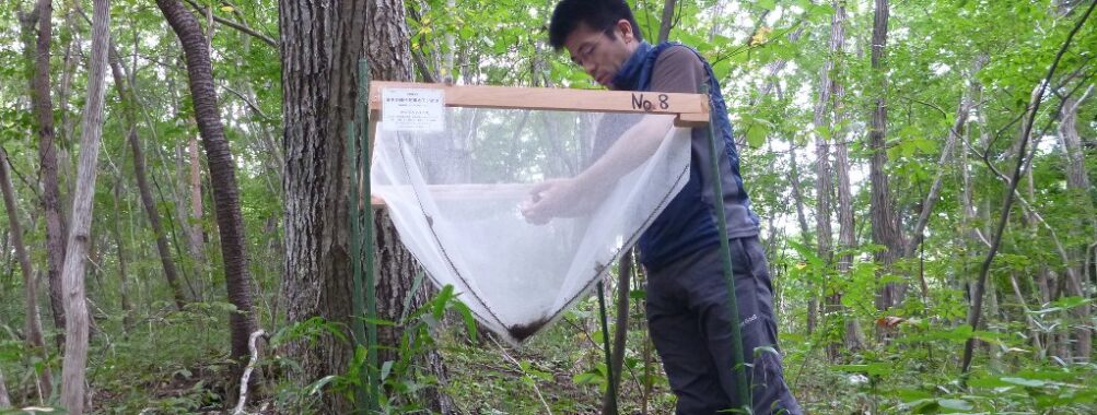 「深山山麓少年の森」のシードトラップ中の落下種子を確認