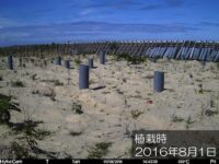 定点カメラで撮影された植栽地