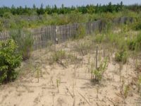 新たな植栽地の視察