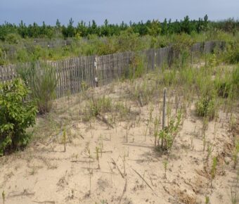 新たな植栽地の視察