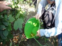 ワークショップ⑩里山の育成（菌根菌タマゴタケの投与）