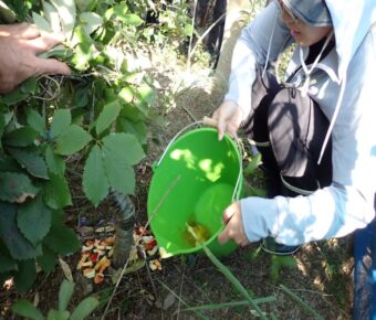 ワークショップ⑩里山の育成（菌根菌タマゴタケの投与）