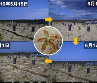 植栽後の苗木生長に関する学会発表