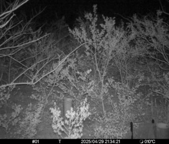 Apr 29 2025 21:34:21, #01