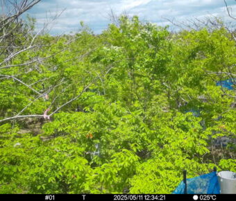 May 11 2025 12:34:21, #01