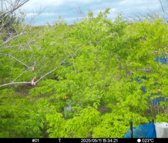 May 11 2025 15:34:21, #01