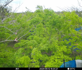 May 12 2025 15:34:21, #01