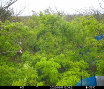 May 17 2025 12:34:21, #01