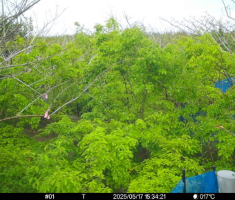 May 17 2025 15:34:21, #01