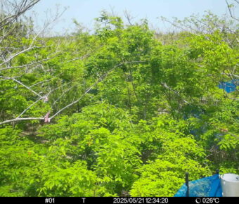 May 21 2025 12:34:20, #01