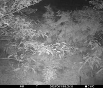 Jun 11 2025  3:00:31, #01