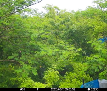 Jun 11 2025  9:00:32, #01