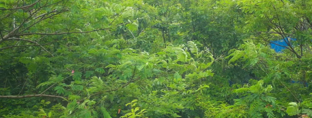 Jun 11 2025 12:00:31, #01