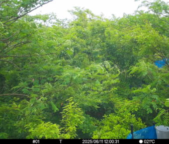Jun 11 2025 12:00:31, #01