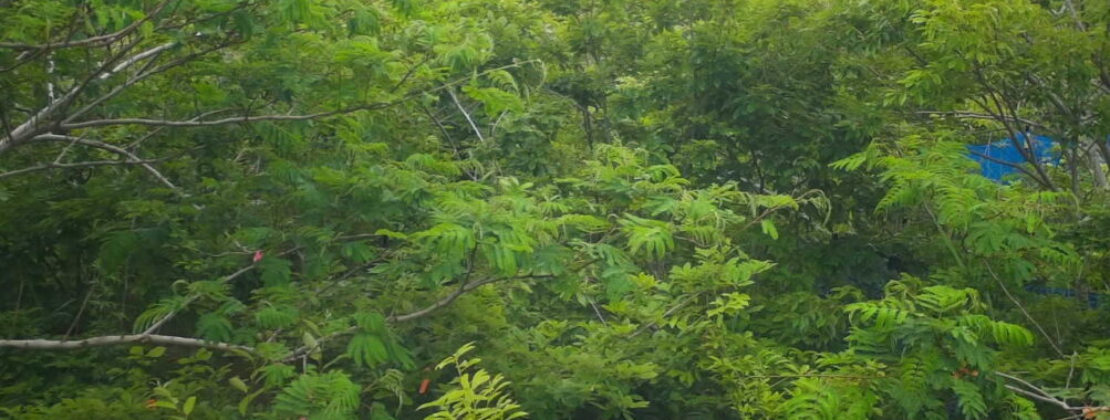Jun 11 2025 15:00:30, #01