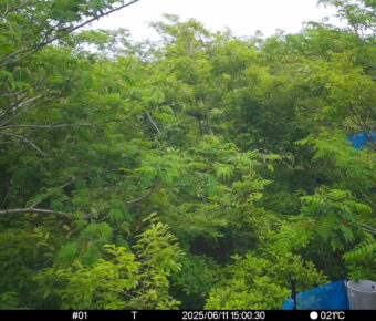 Jun 11 2025 15:00:30, #01
