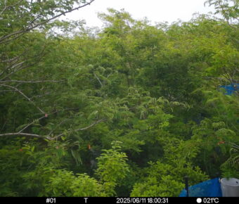 Jun 11 2025 18:00:31, #01
