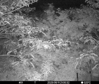 Jun 11 2025 21:00:32, #01