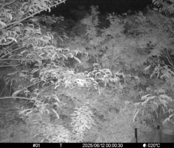 Jun 12 2025  0:00:30, #01