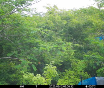 Jun 12 2025  6:00:31, #01