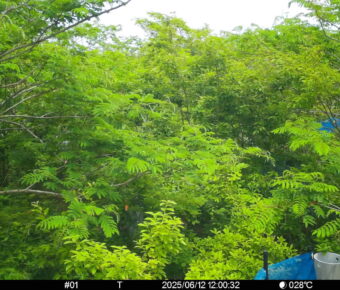 Jun 12 2025 12:00:32, #01
