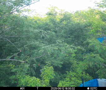 Jun 12 2025 18:00:32, #01