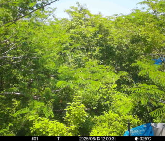 Jun 13 2025 12:00:31, #01