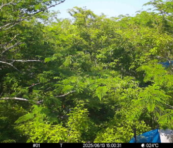 Jun 13 2025 15:00:31, #01