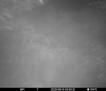 Jun 14 2025  3:00:31, #01