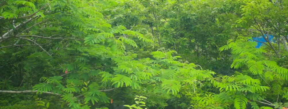 Jun 14 2025 12:00:32, #01