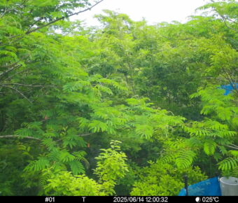 Jun 14 2025 12:00:32, #01