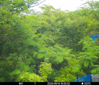 Jun 14 2025 15:00:31, #01