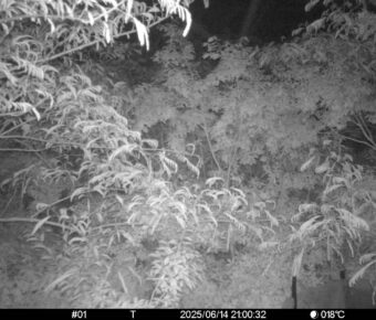 Jun 14 2025 21:00:32, #01