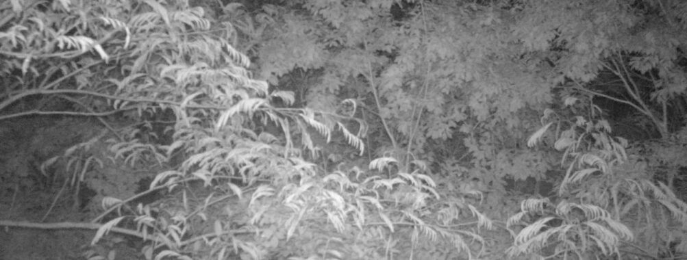 Jun 15 2025  0:00:31, #01