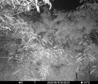 Jun 15 2025  0:00:31, #01