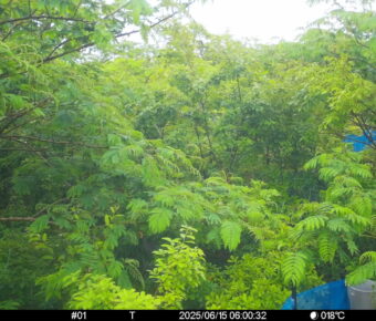 Jun 15 2025  6:00:32, #01