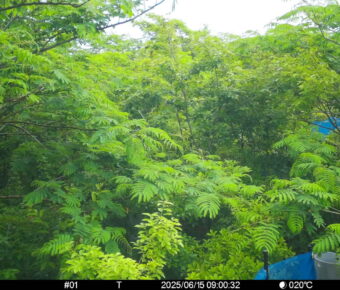 Jun 15 2025  9:00:31, #01