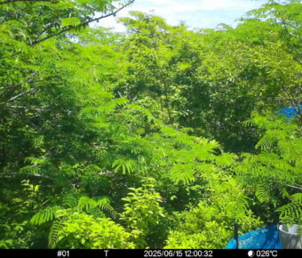 Jun 15 2025 12:00:32, #01