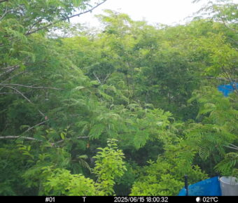 Jun 15 2025 18:00:32, #01