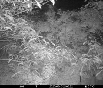 Jun 15 2025 21:00:32, #01