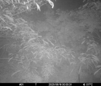 Jun 16 2025  0:00:31, #01