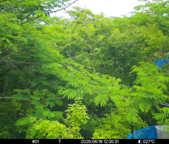 Jun 16 2025 12:00:31, #01