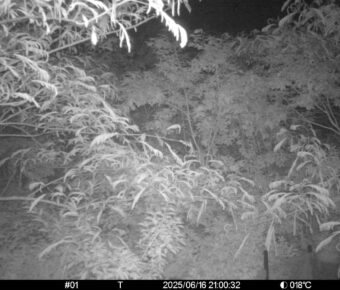Jun 16 2025 21:00:32, #01