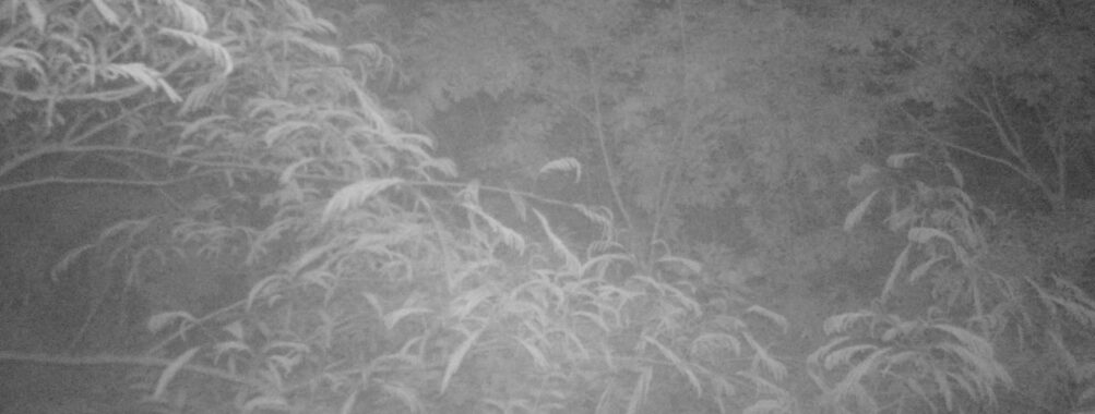 Jun 17 2025  0:00:31, #01