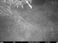 Jun 17 2025  0:00:31, #01