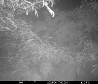 Jun 17 2025  0:00:31, #01