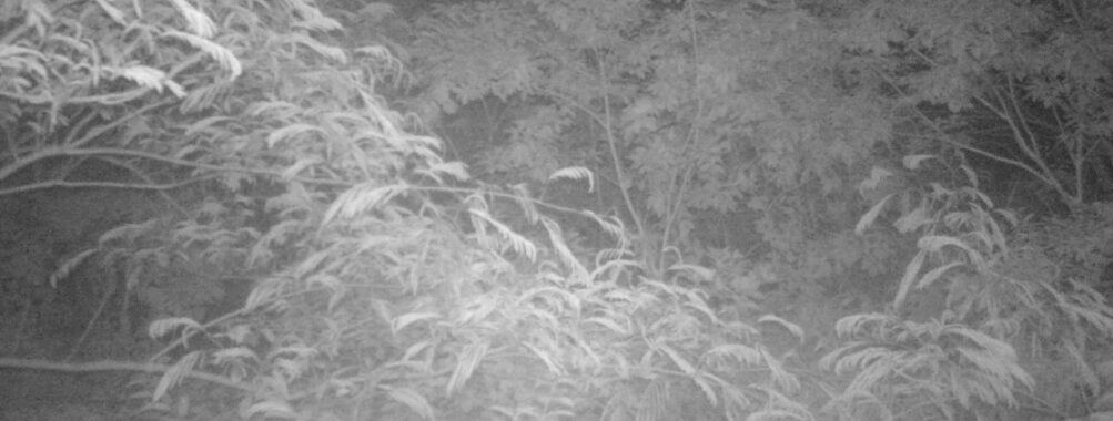 Jun 17 2025  3:00:30, #01