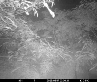 Jun 17 2025  3:00:30, #01