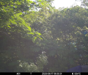 Jun 17 2025  6:00:31, #01