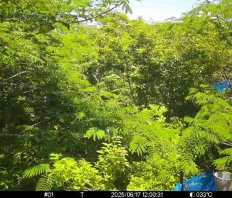 Jun 17 2025 12:00:31, #01